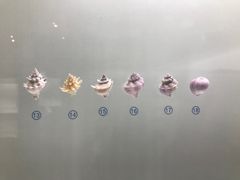 -青岛贝壳博物馆
