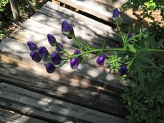 -白草畔自然风景区