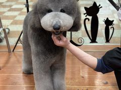 -鑫艺宠物美容培训学校