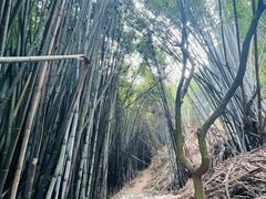 -黄埔油麻山森林公园