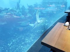 -海棠湾洲际-涛·海底餐厅·美人鱼·自助餐·海底隧道