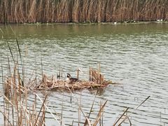 -野鸭湖国家湿地公园