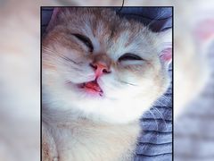 -猫大福·Fortune Cat猫舍(百子湾店)