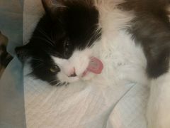 -芭比堂动物医院·犬猫全科·异宠专科(雁塔分院)