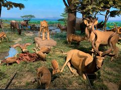 -国家自然博物馆