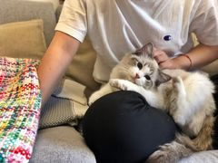 -猫大福·Fortune Cat猫舍(百子湾店)