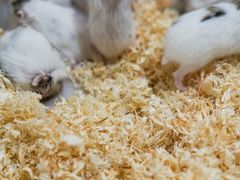 -青石桥花鸟鱼虫市场(叠翠城店)