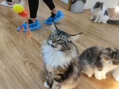 -COLOR PETS 撸猫馆·购猫·猫咖(长风大悦城店)