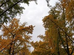 -三里屯东五街银杏大道