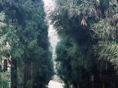 -武陵山森林公园