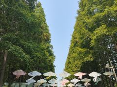 -日照海滨国家森林公园