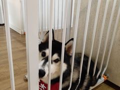 春杏-Husky Go! 哈士奇体验馆·宠物咖啡厅狗咖
