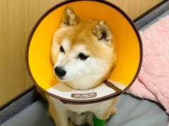 -康成宠物医院24H·CT·核磁共振