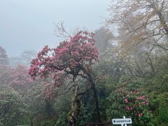 -峨眉山风景名胜区