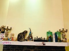 -猫色咖啡·猫咖