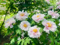 -洛阳市隋唐城遗址植物园