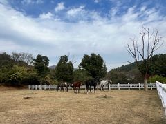 -枫露马术学院(藏书校区)