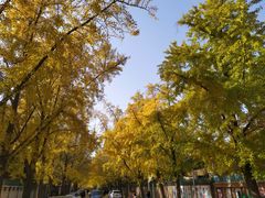 -三里屯东五街银杏大道