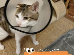-创凡宠物医院·骨专科  猫科中心(西乡分院)
