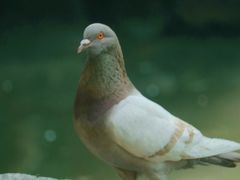 -西园寺