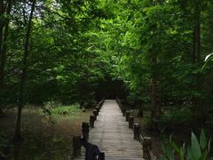 -桤木河湿地公园