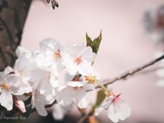 -顾村公园