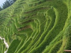 -紫鹊界梯田景区