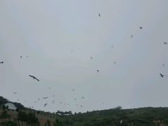 海鸥-海驴岛(荣成市)