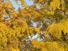 -三里屯东五街银杏大道