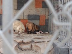 -渭南桃花源民俗文化园