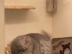 -龙猫仔乐园(惠福东路店)