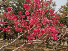 -大兴滨河森林公园