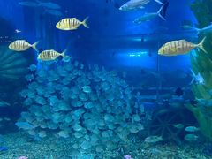 -顺德南宏海立方海洋公园