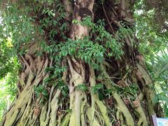 -华南国家植物园-售票处