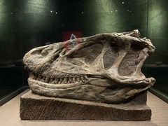 -自贡恐龙博物馆