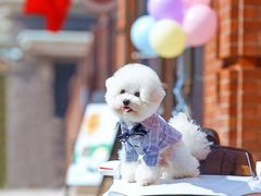 -超宠爱宠物摄影-Super pet