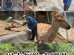 -王顺山国家森林公园