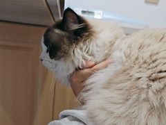 -天使宠物医院·犬猫分诊(彩虹店)