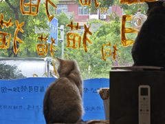 -平行世界·猫咖(首经贸店)