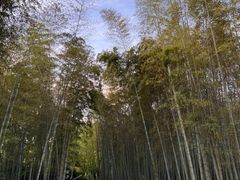 -杭州植物园