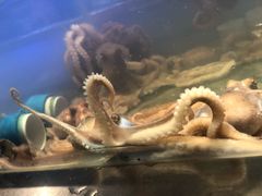 鲜活章鱼-V-ONE西雅图海鲜自助餐厅(仓山万达广场店)