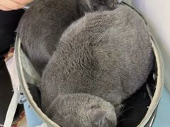 -美联众合动物医院·24h京西诊疗中心
