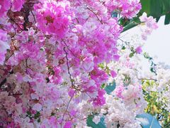 -深圳国际园林花卉博览园