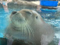 -海合安成都极地海洋公园