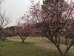 -秀丽东方