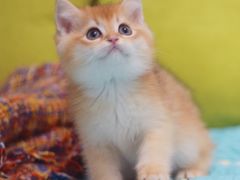 -Bastet sally猫舍购宠(静安店)