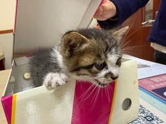 -艾贝尔宠物医院 ·内科全科(梁溪路店)