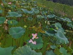 -红山村