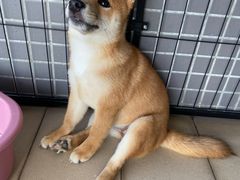 -柴犬高等学院·狗咖·柴犬售卖·宠物训练