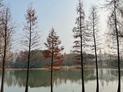 -贡湖湾湿地公园